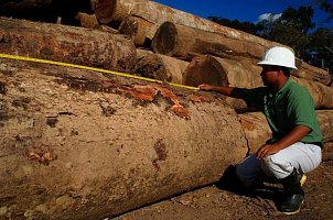 au-mex-quality-inspectors-checking-log-quality